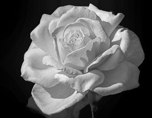 Heavenly Declaration - rose from Norfolk Botanical Garden