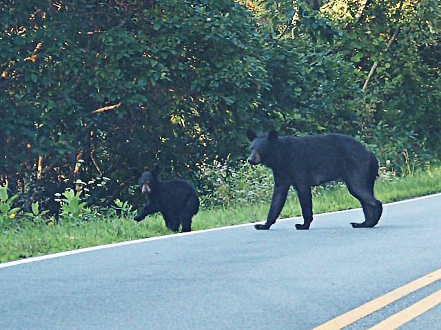 Black bears crossing the road