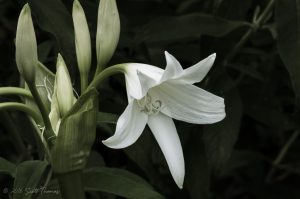 Powell&rsquo;s Cape Lilly